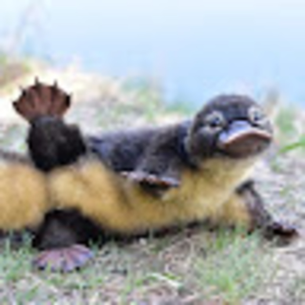 Meet your Posher, Summer